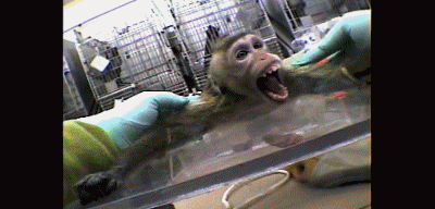 This barbaric cruelty happens to millions of animals every day world wide. How you can help - Become an activist